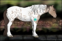 Horse Color:Classic Champagne Roan Tobiano Appaloosa Rabicano 
