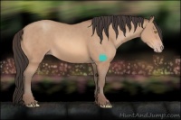 Horse Color:Amber Champagne 