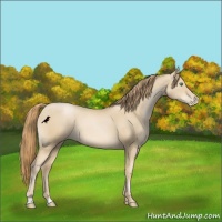 Horse Color:Smoky Black Pearl 
