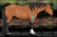 Horse Color:Bay Rabicano 