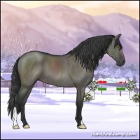Horse Color:Grullo 
