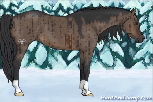 Horse Color:Brown Dun Brindle 