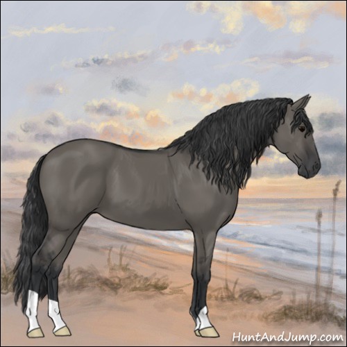 Horse Color:Grullo 