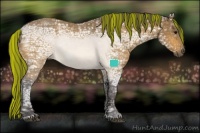 Horse Color:Painted Buckskin Ice 
