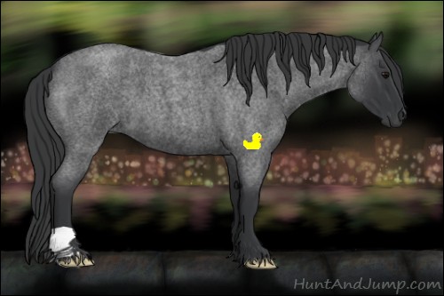 Horse Color:Blue Roan 