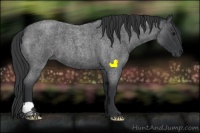 Horse Color:Blue Roan 