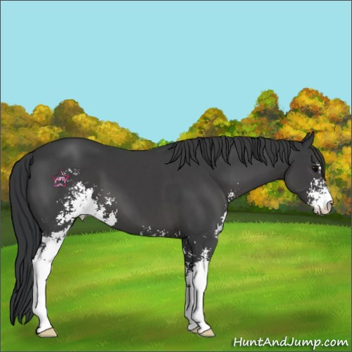 Horse Color:Black Sabino