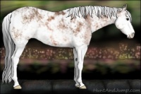 Horse Color:Bay Sabino 