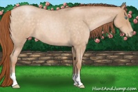 Horse Color:Buckskin Roan Pearl 