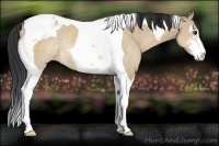 Horse Color:Bay Dun Sabino Tobiano Rabicano 