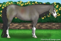 Horse Color:Grullo Sabino 