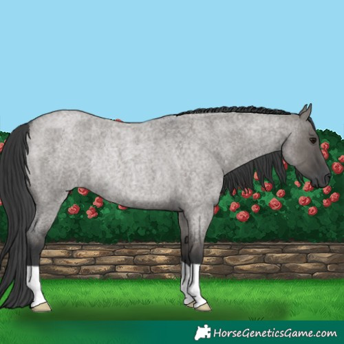 Horse Color:Grullo Roan Rabicano 