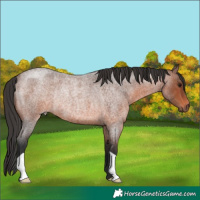 Horse Color:Brown Roan Rabicano 