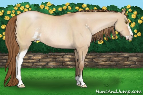 Horse Color:Brown Roan Pearl Dun Sabino Rabicano