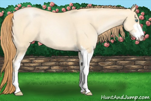 Horse Color:Smoky Grullo Roan Pearl Sabino