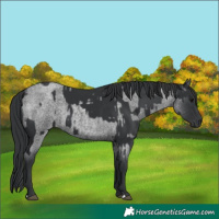 Horse Color:Black  and Blue Roan 