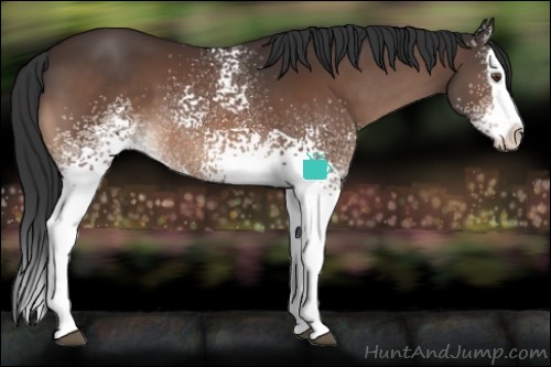 Horse Color:White Spotted Bay Splash 