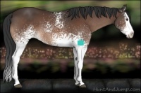 Horse Color:White Spotted Bay Splash 