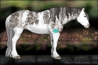 Horse Color:White Spotted Smoky Black Splash 