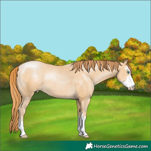 Horse Color:Buckskin Pearl Sabino