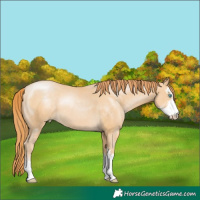 Horse Color:Buckskin Pearl Sabino
