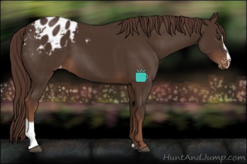 Horse Color:Liver Chestnut Sabino Appaloosa 
