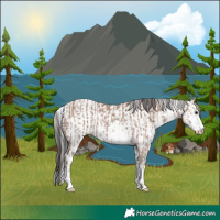 Horse Color:Classic Champagne Sabino Rabicano and Brown Onyx Sabino
