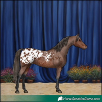 Horse Color:Gray Bay Appaloosa 