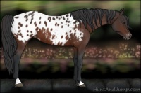 Horse Color:Bay Appaloosa 