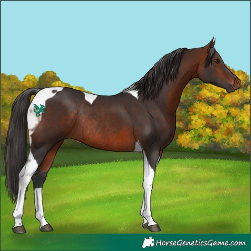Horse Color:Bay Tobiano Rabicano 