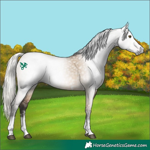 Horse Color:Gray Silver Bay Dun Sabino Rabicano 