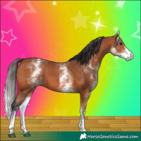 Horse Color:White Spotted Bay 
