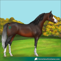 Horse Color:Brown 