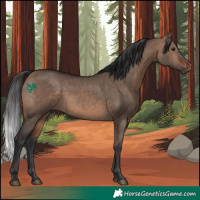 Horse Color:Bay Dun Rabicano 