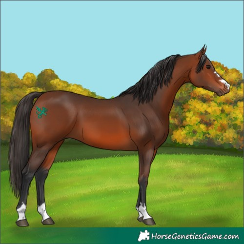 Horse Color:Bay 