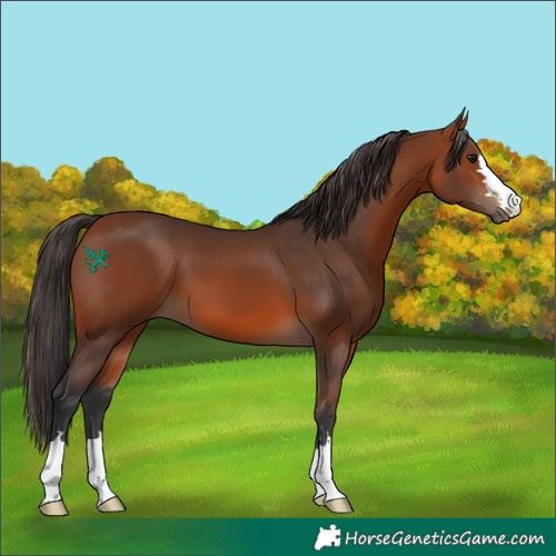 Horse Color:Bay 