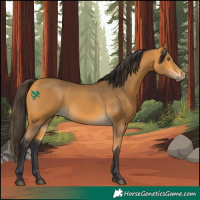 Horse Color:Buckskin Rabicano 