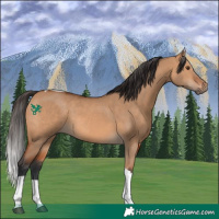Horse Color:Bay Dun Tobiano Rabicano