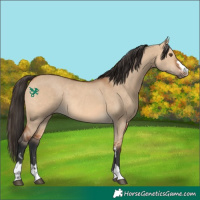Horse Color:Bay Dun Rabicano 