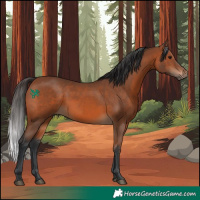 Horse Color:Bay 