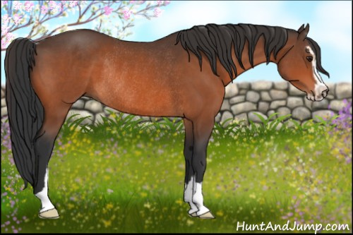 Horse Color:Brown Sabino Rabicano 