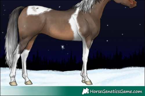 Horse Color:Brown Dun Tobiano