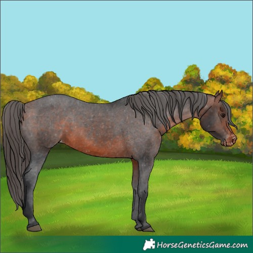 Horse Color:Bay Appaloosa