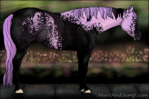 Horse Color:Void Watercolor White Spotted Gold Champagne Tobiano Appaloosa Rabicano 