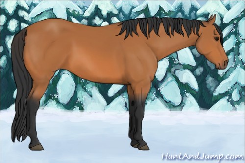 Horse Color:Bay 
