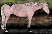 Horse Color:Void Watercolor Silver Grullo Ice Sabino Varnish Rabicano 