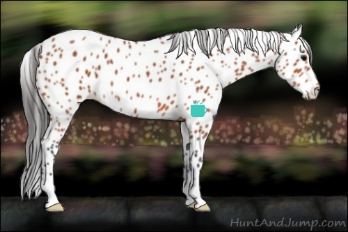 Horse Color:Bay Appaloosa 