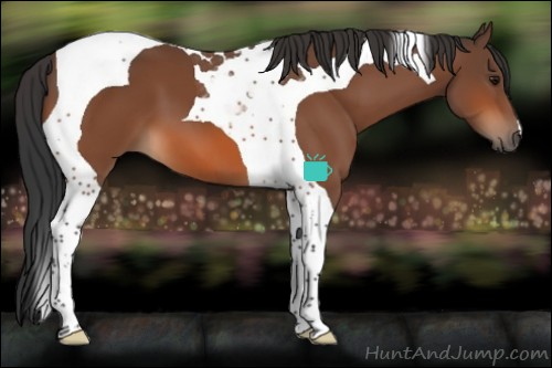 Horse Color:Bay Tobiano 