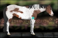 Horse Color:Bay Tobiano Frame 