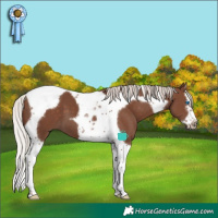 Horse Color:Silver Black Splash Tobiano Frame 